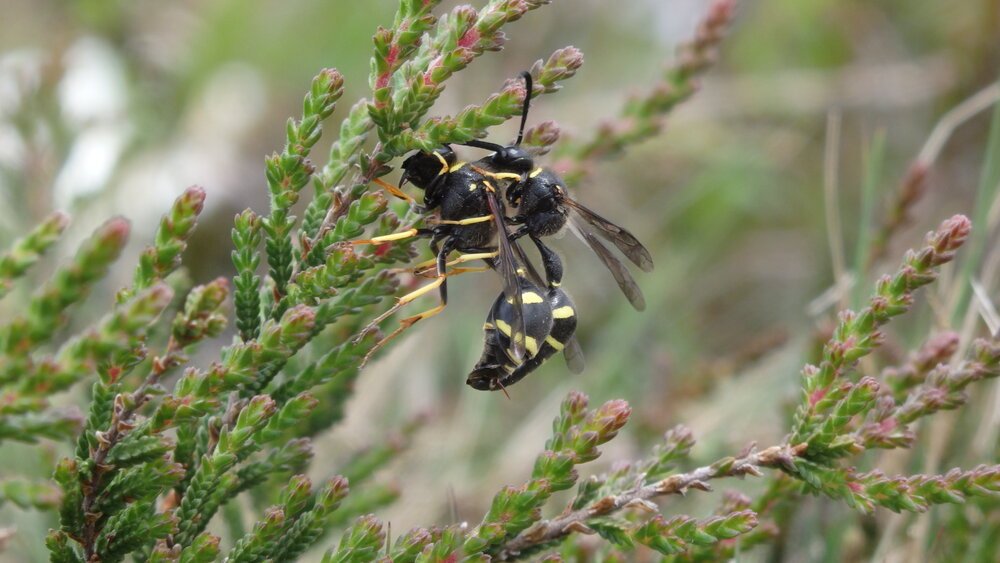 Heath Potter Wasps, Eumenes coarctatus