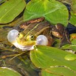 Pool frog. John Baker